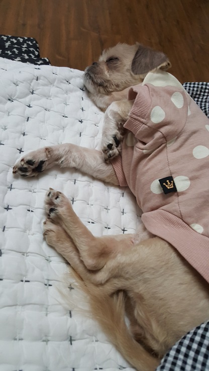 보리가 가족으로 온지 3일째네요~~^^