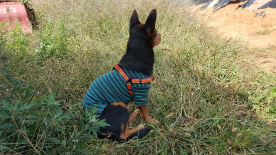 가인이 고구마 캐고 왔어요^^!