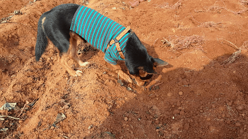 가인이 고구마 캐고 왔어요^^!