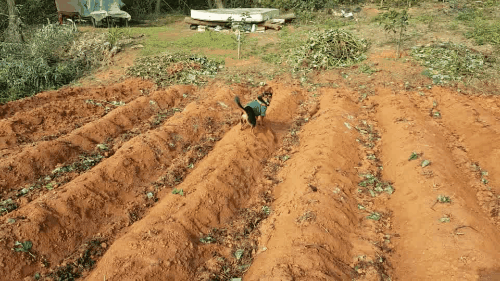 가인이 고구마 캐고 왔어요^^!