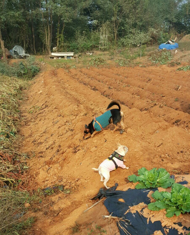 가인이 고구마 캐고 왔어요^^!