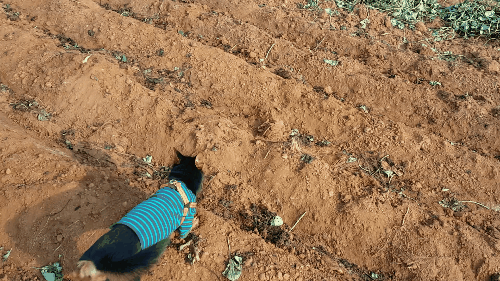 가인이 고구마 캐고 왔어요^^!