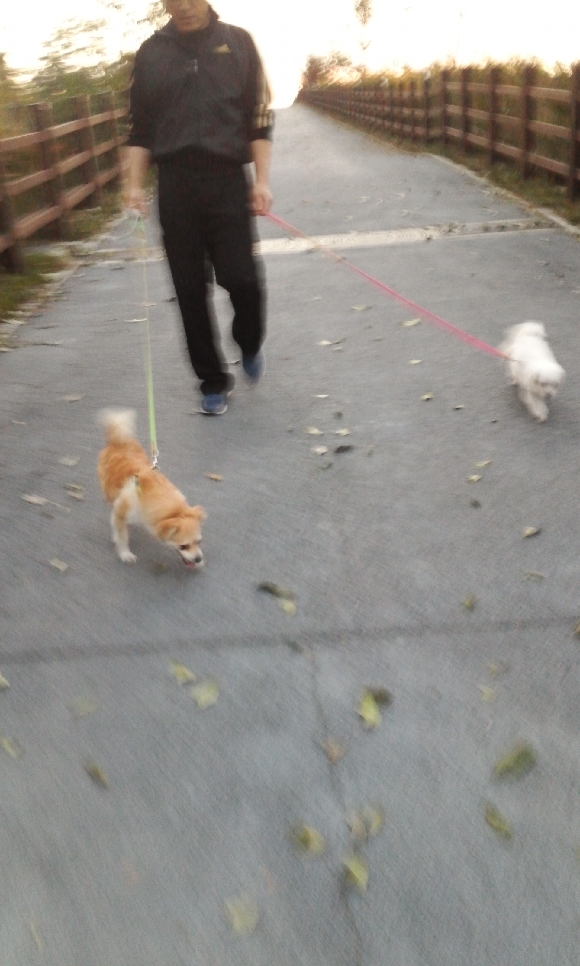 레몬이의 적응일기 3탄^^