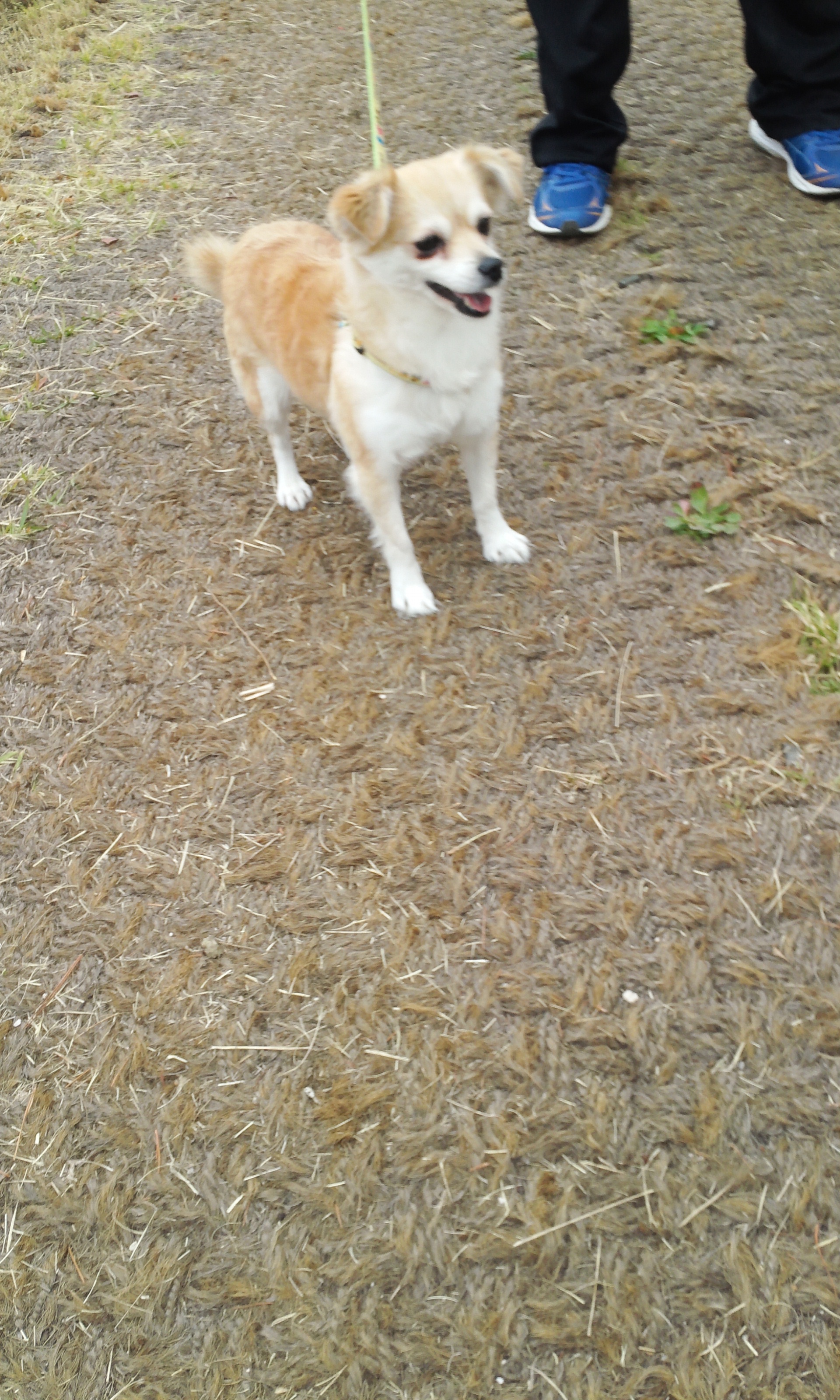 레몬이의 적응일기 3탄^^