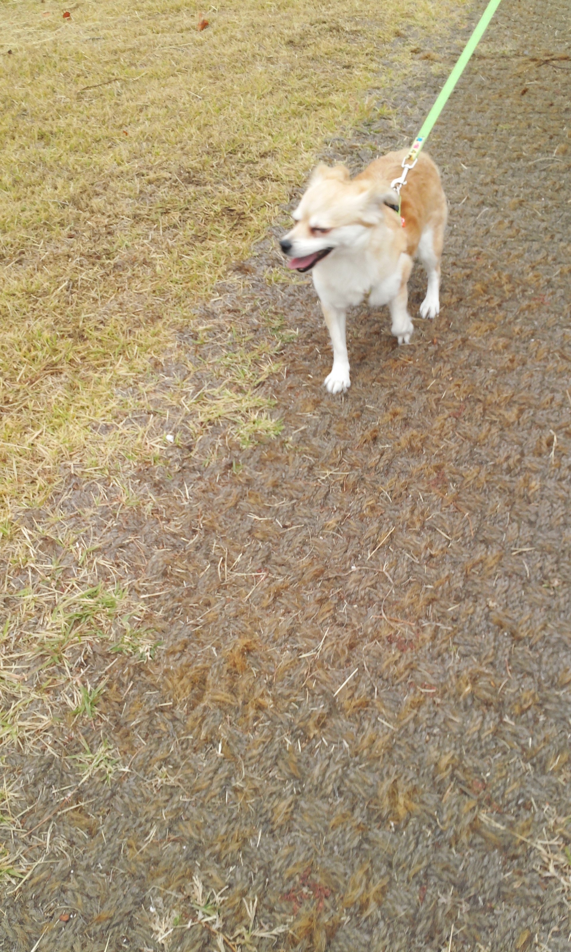 레몬이의 적응일기 3탄^^