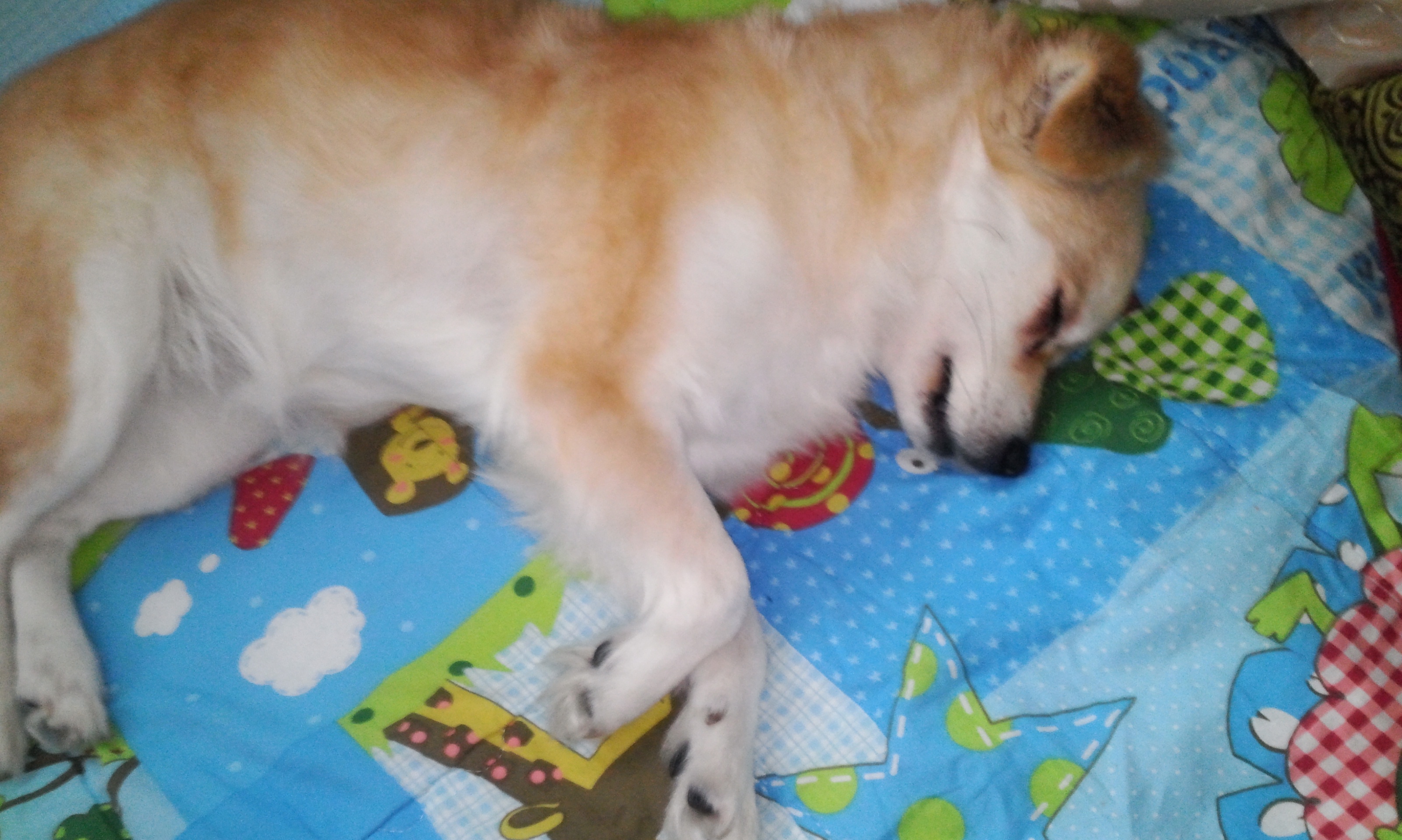 레몬이의 적응일기 3탄^^