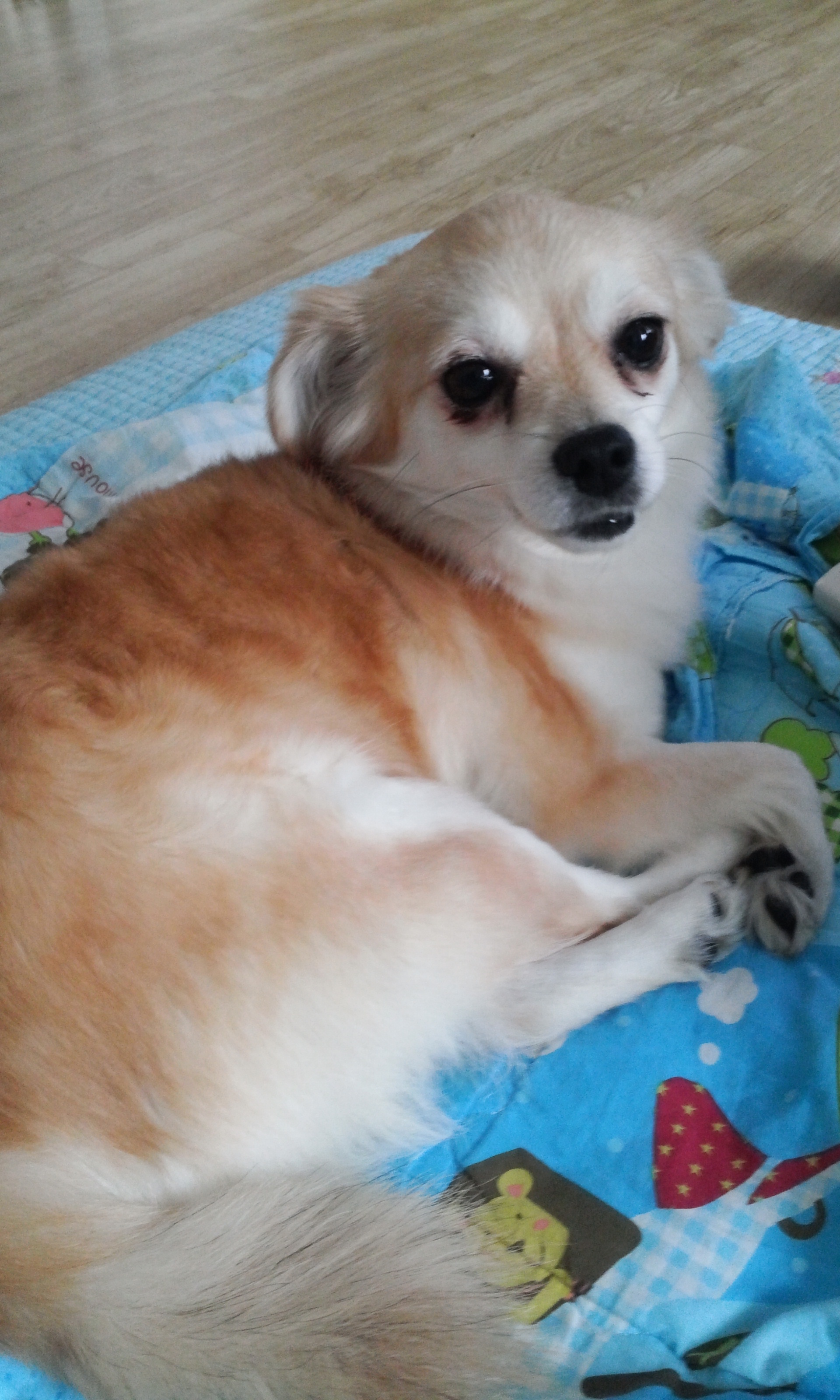 레몬이의 적응일기 3탄^^