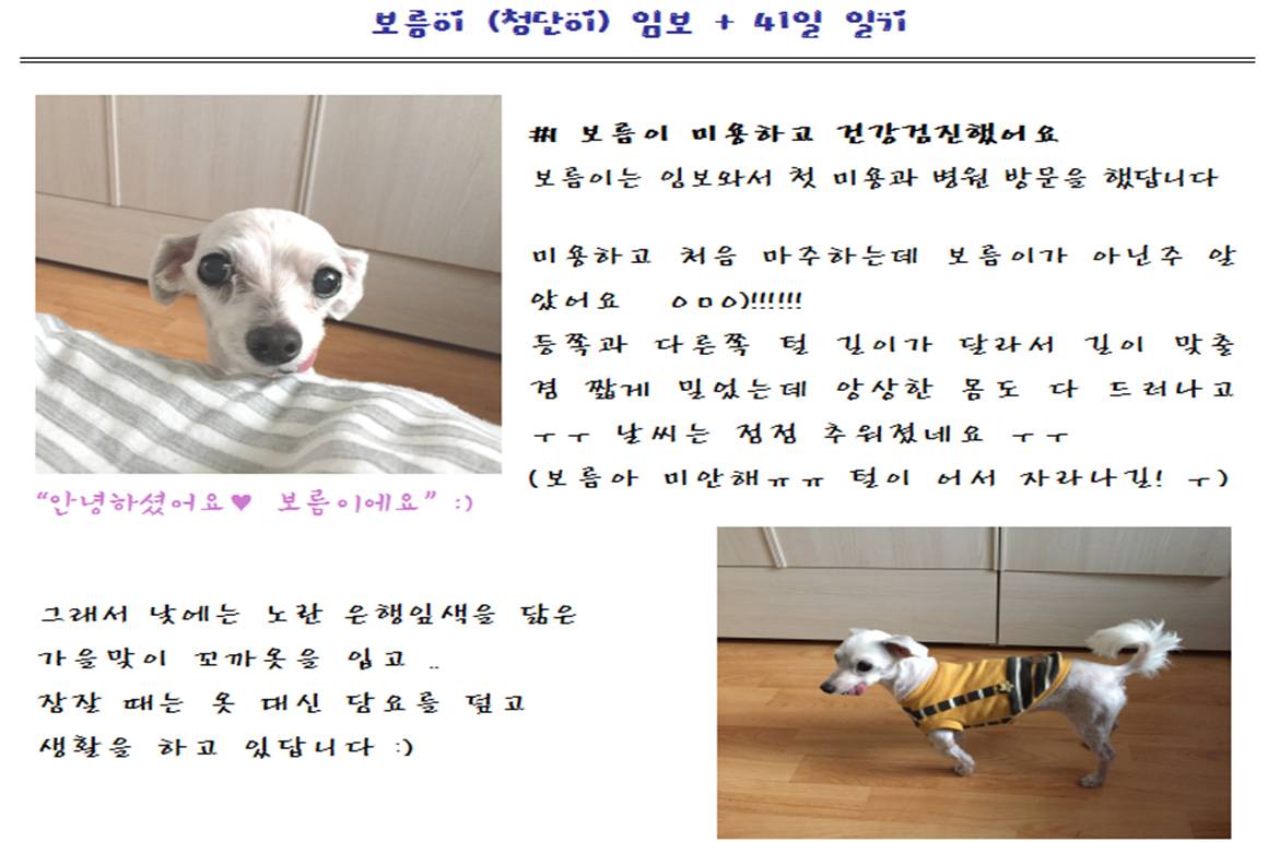 보름이(청단이) 임보일기 입니다 :)