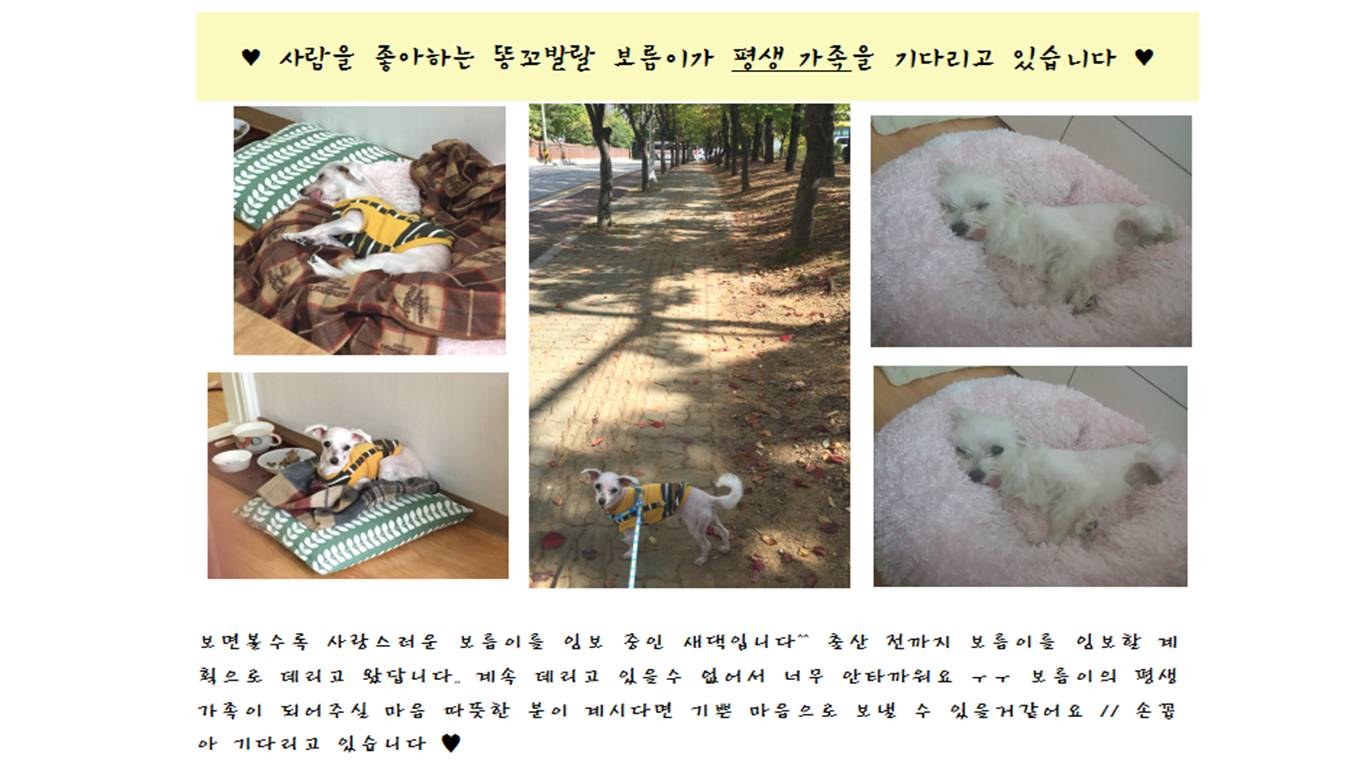 보름이(청단이) 임보일기 입니다 :)