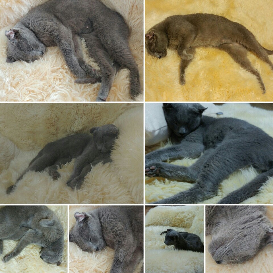 깔이(가을이)근황이에요^^