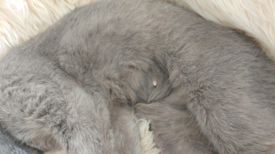 깔이(가을이)근황이에요^^