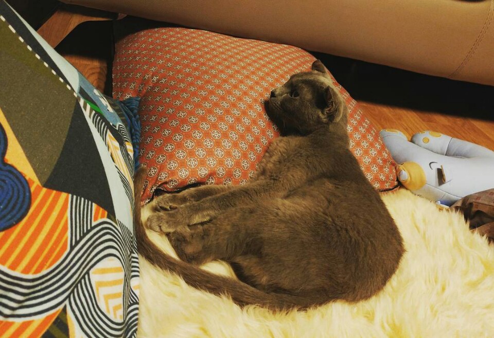 깔이(가을이)근황이에요^^