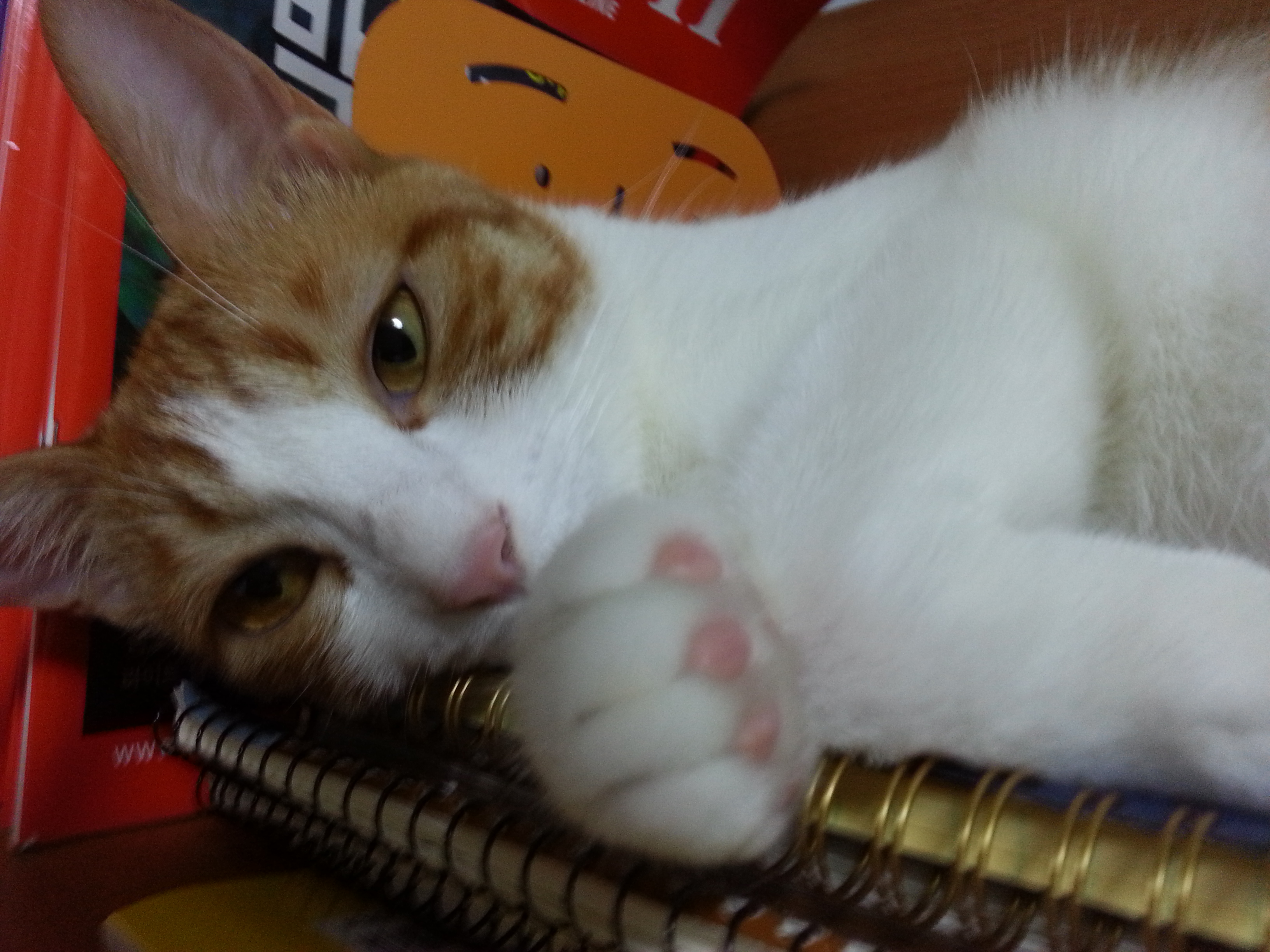 수피 오랜만에 인사드려요 ^^