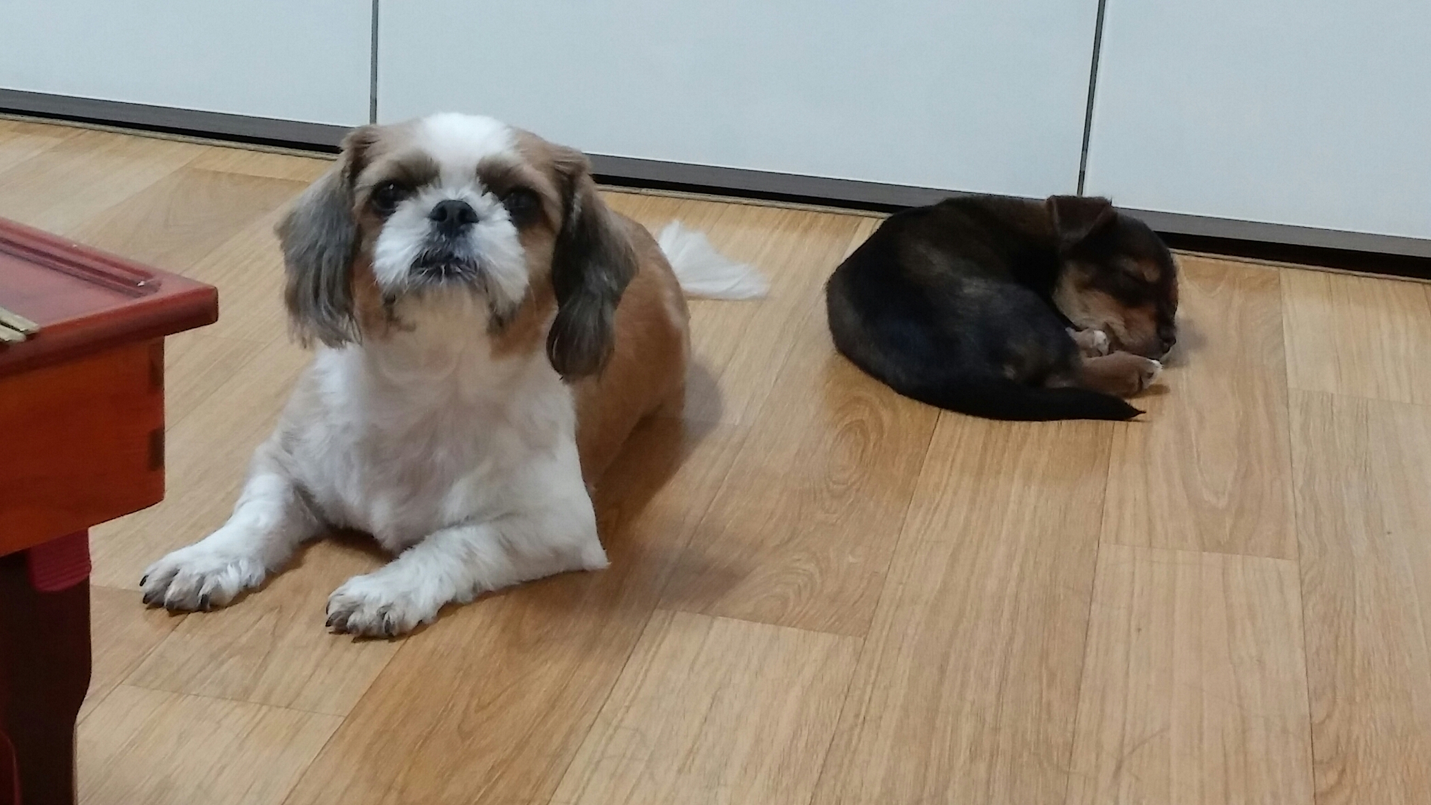 키위(용포) 입양일기 2