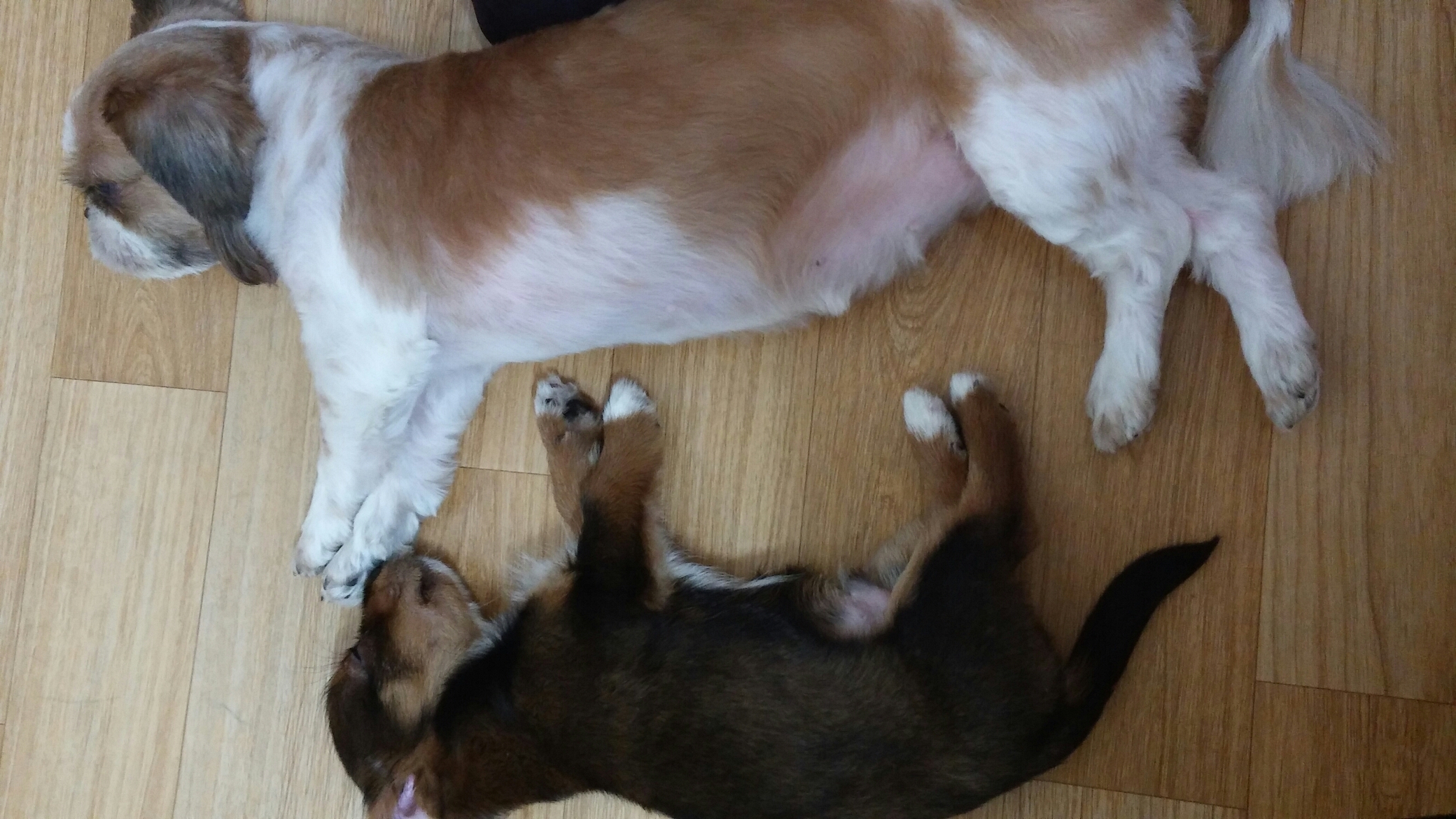 키위(용포) 입양일기 2