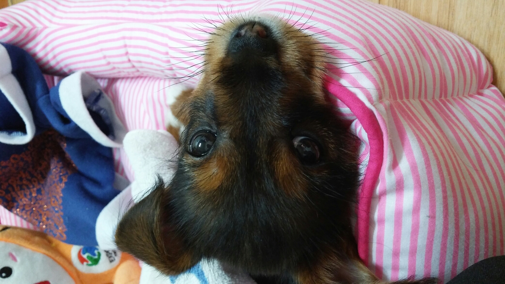 키위(용포) 입양일기 2