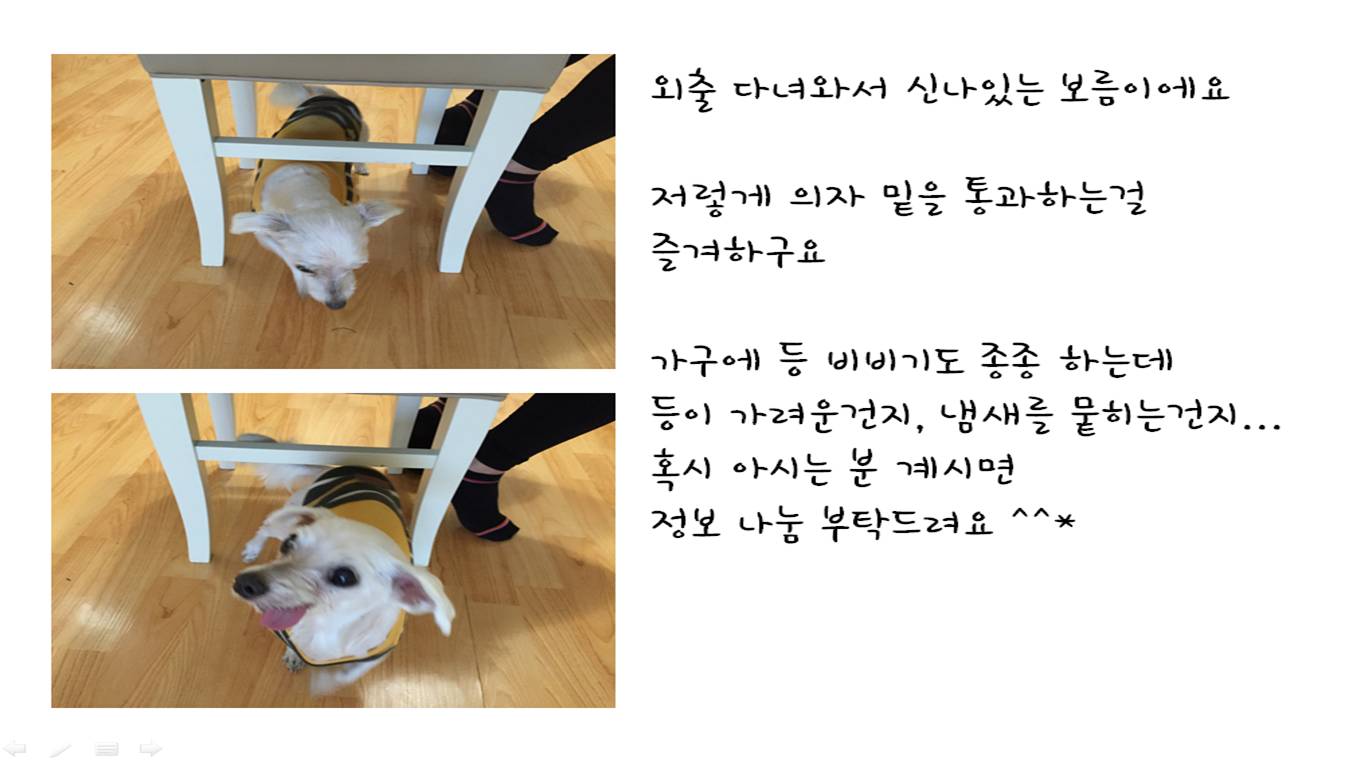 보름이(청단이) 임보 일기 입니다 ! 보름이 다 나았어요 ^^*