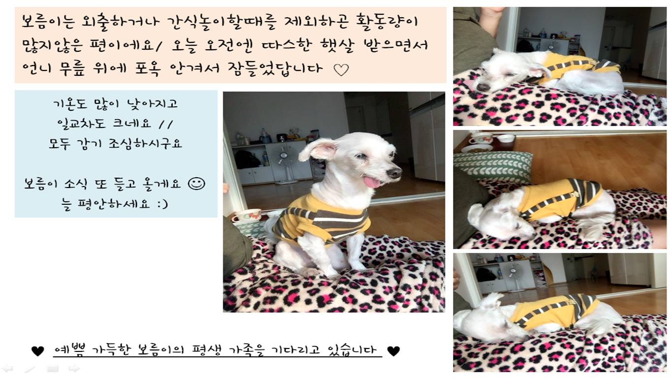 보름이(청단이) 임보 일기 입니다 ! 보름이 다 나았어요 ^^*