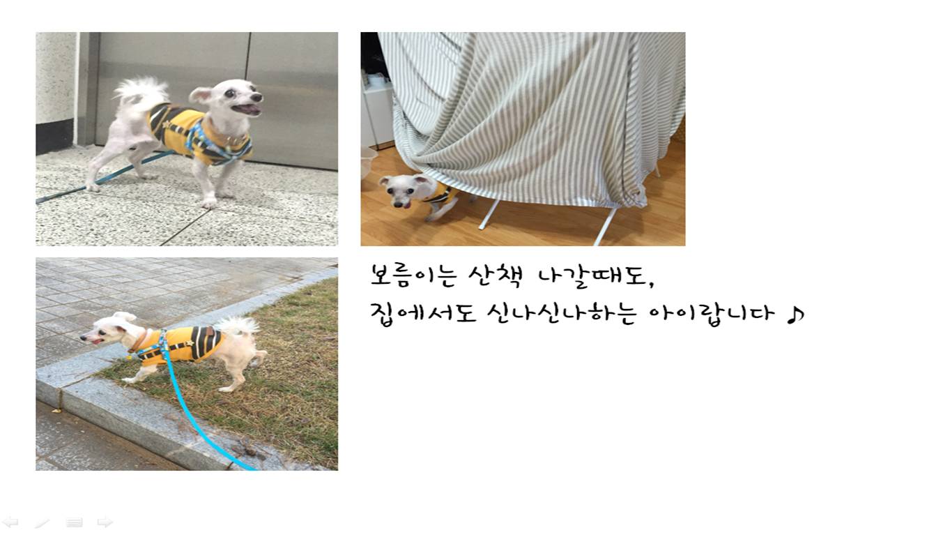 보름이(청단이) 임보 일기 입니다 ! 보름이 다 나았어요 ^^*