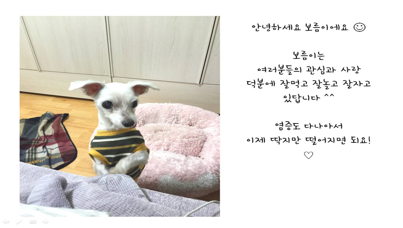 보름이(청단이) 임보 일기 입니다 ! 보름이 다 나았어요 ^^*
