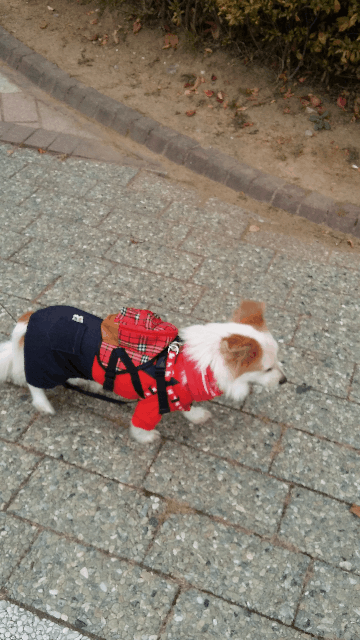 커피의 두번째 산책