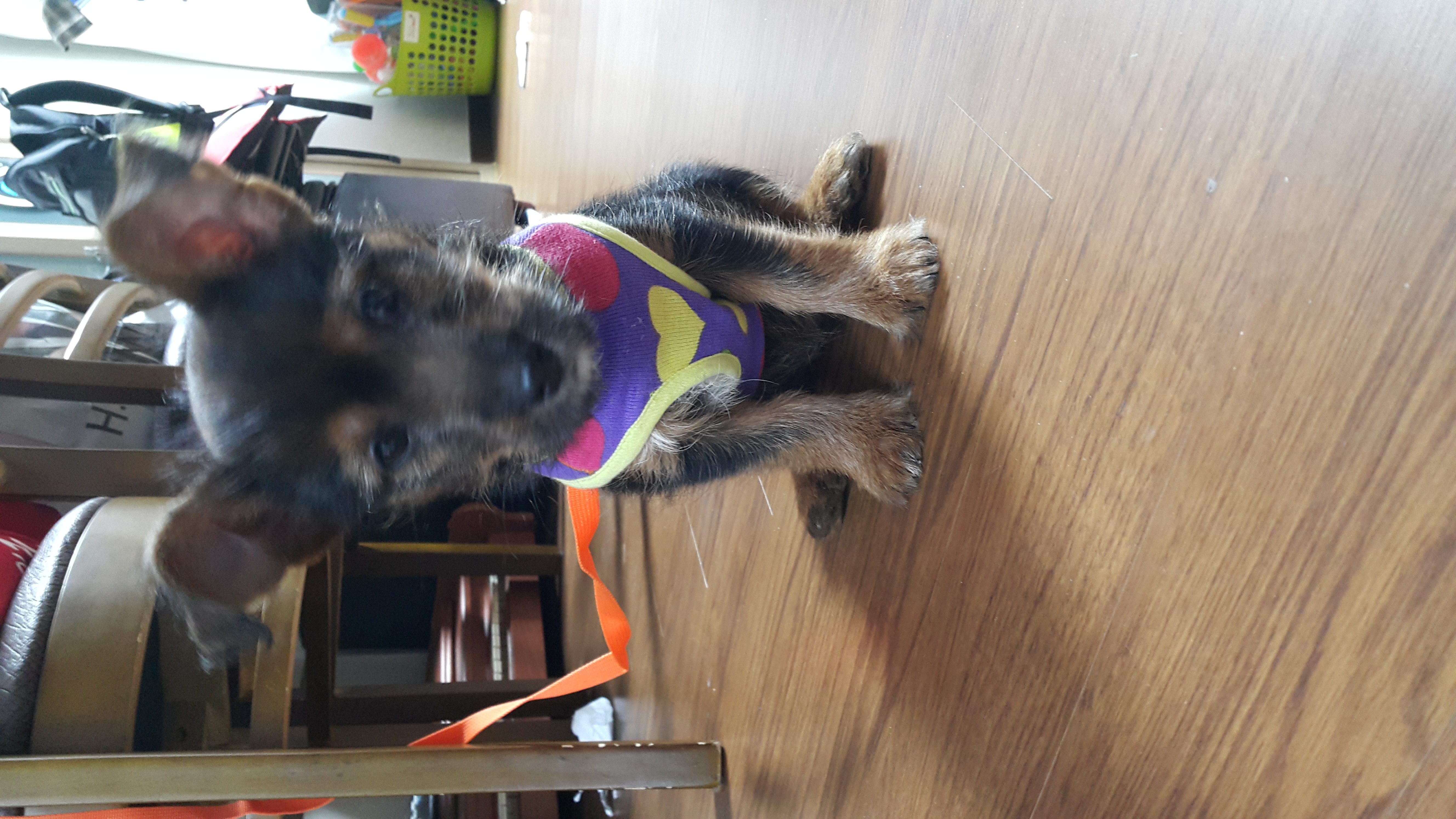 꼬미의 두번째 이야기(용일이)