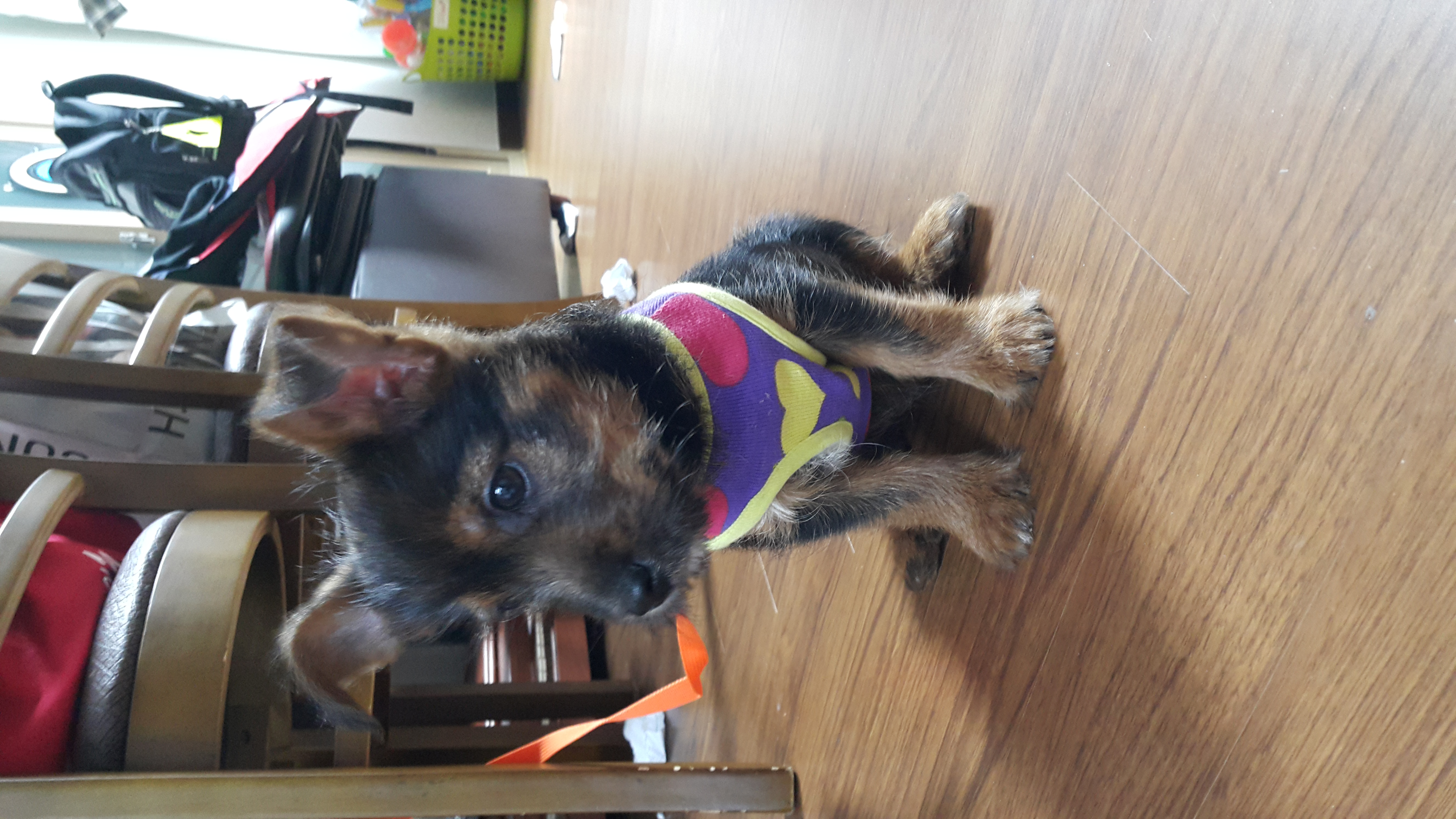 꼬미의 두번째 이야기(용일이)