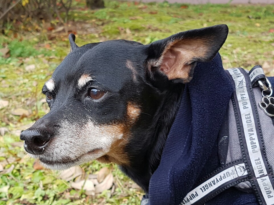 헐크주니어와 5년 동거 생활