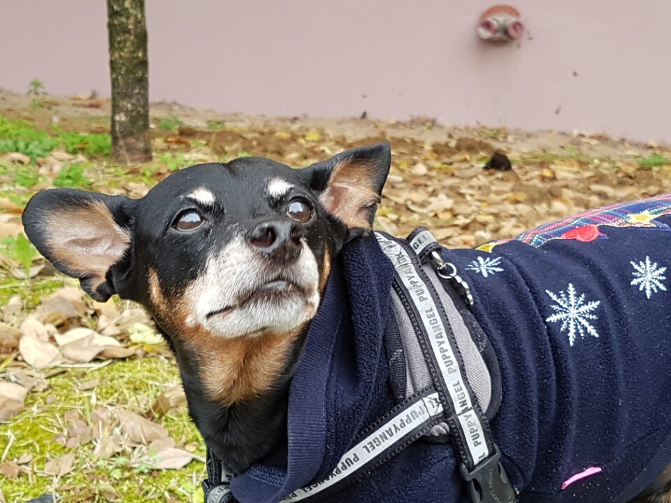 헐크주니어와 5년 동거 생활