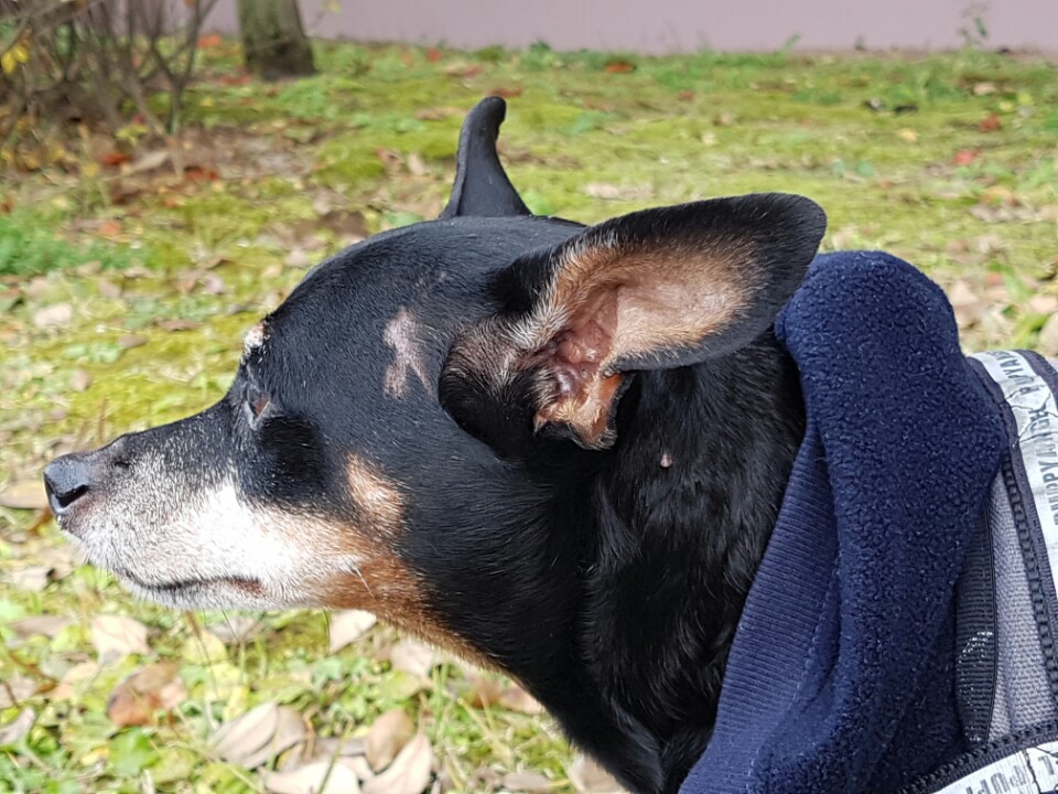 헐크주니어와 5년 동거 생활