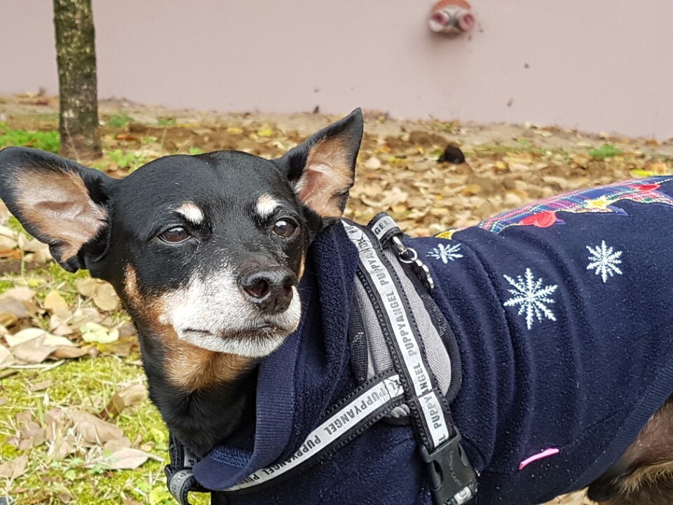 헐크주니어와 5년 동거 생활