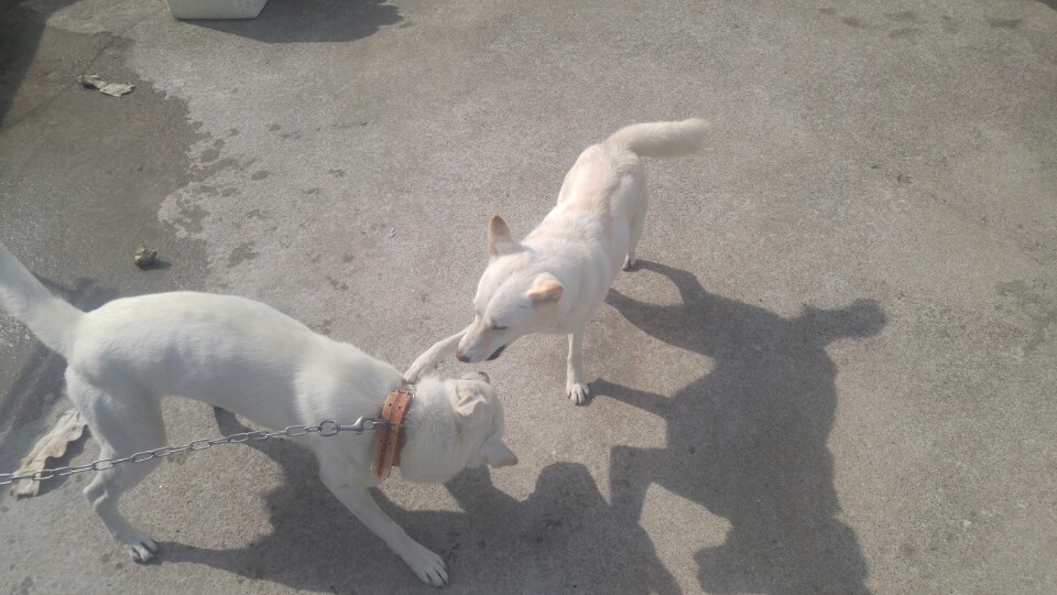 폴리와의 한달동거..