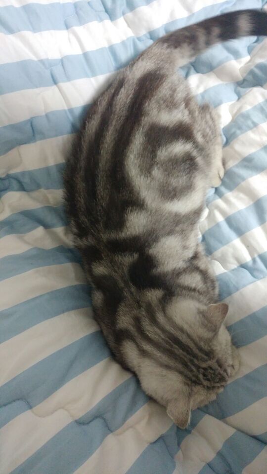 고양이 공장 "토리" 근황이에요