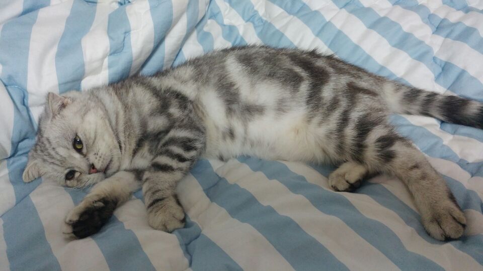 고양이 공장 "토리" 근황이에요