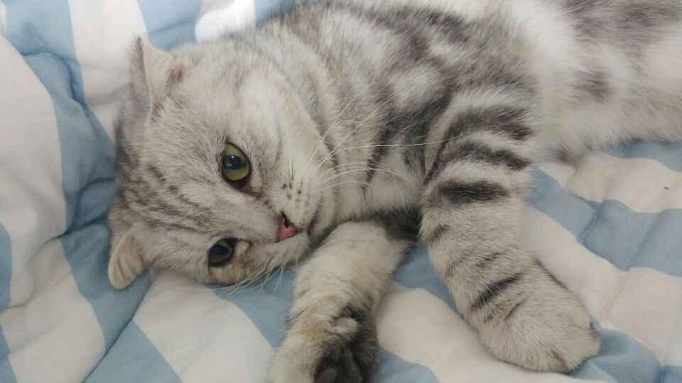 고양이 공장 "토리" 근황이에요