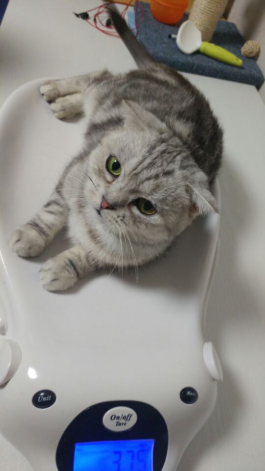 고양이 공장 "토리" 근황이에요