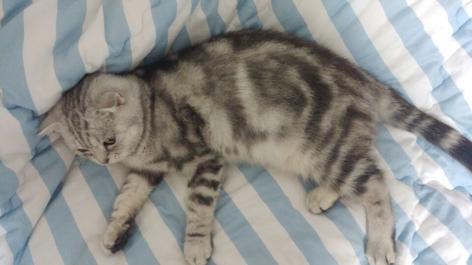 고양이 공장 "토리" 근황이에요