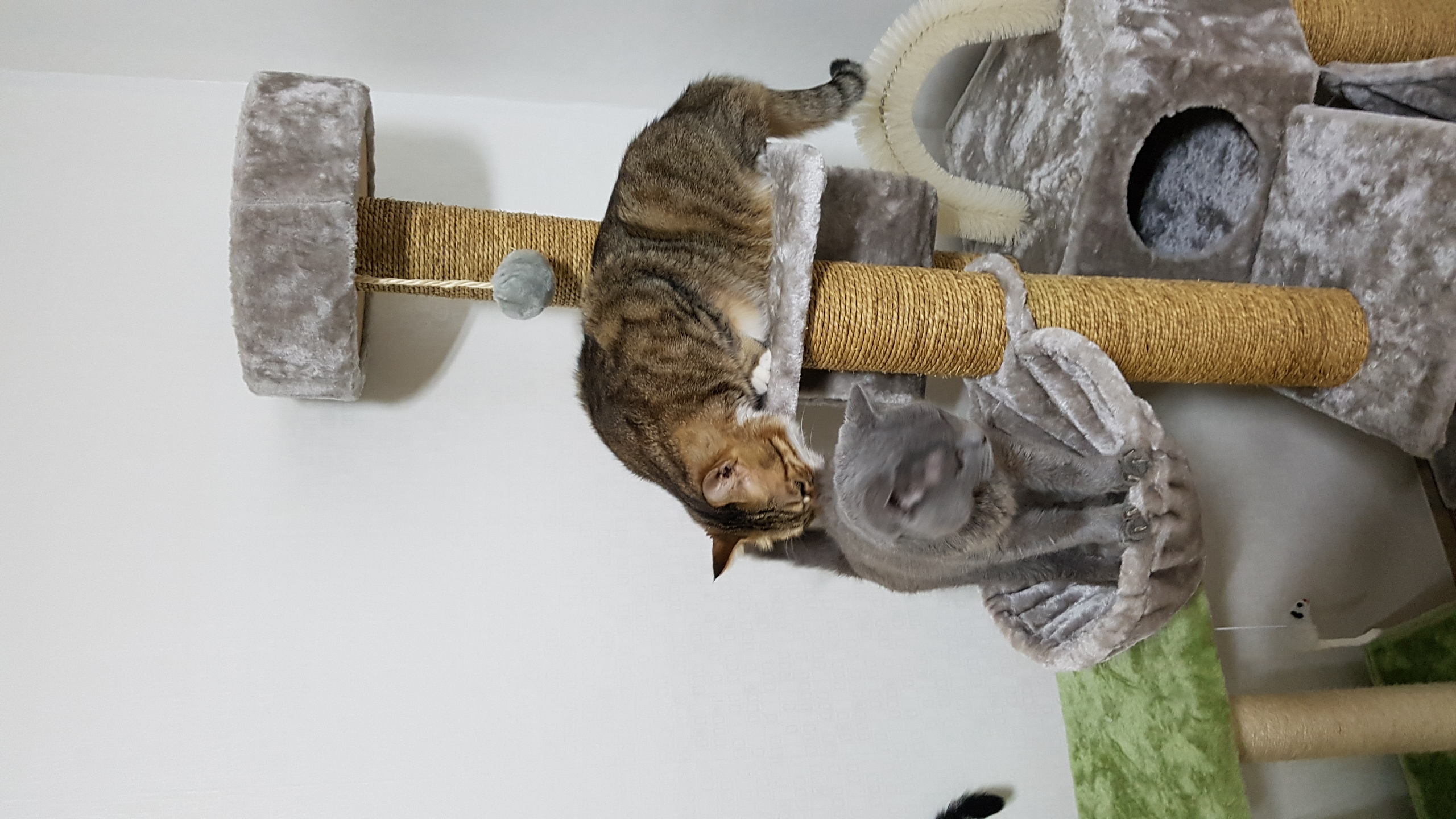 동동이(겨울이) 이야기입니다