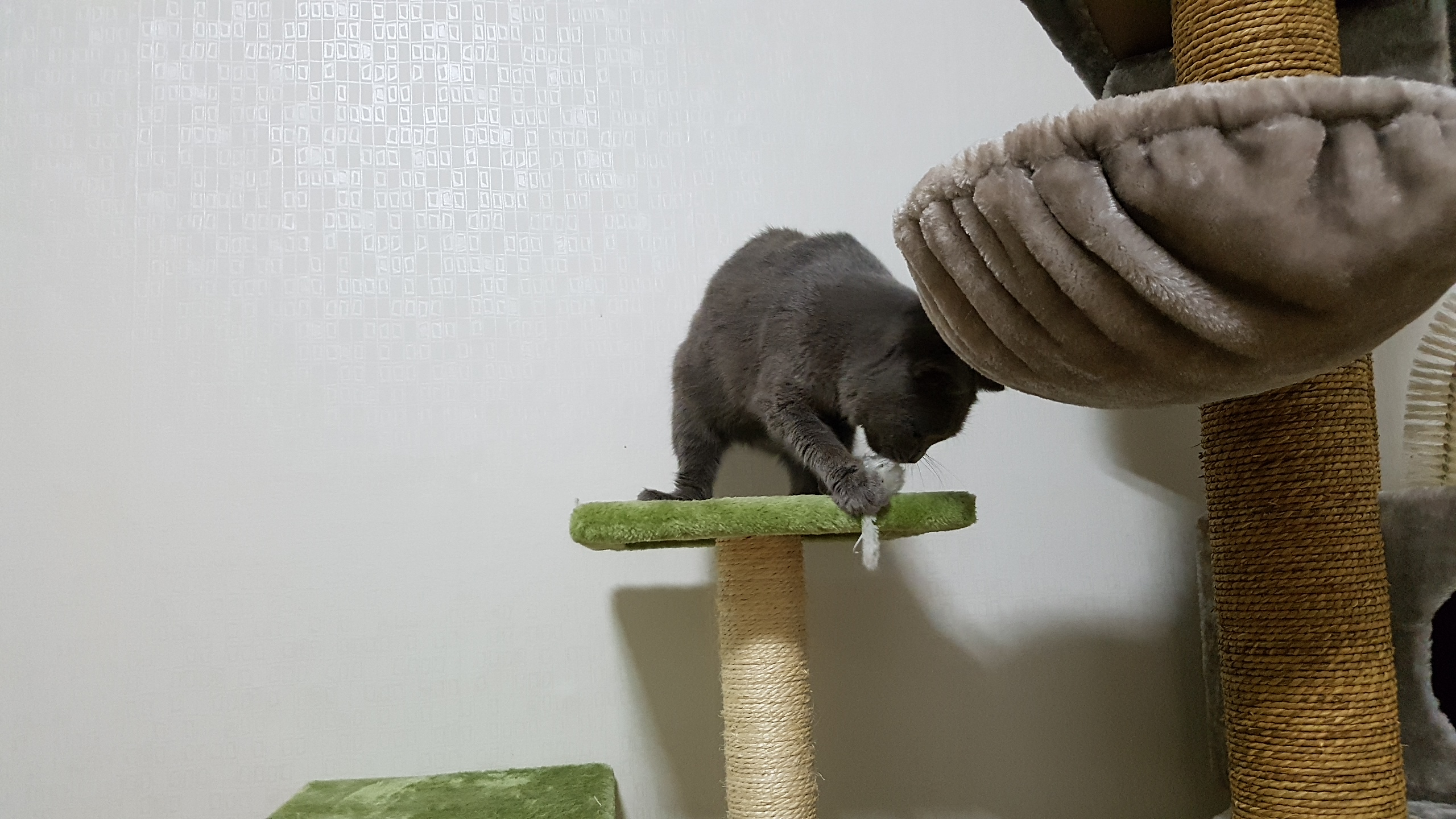 동동이(겨울이) 이야기입니다