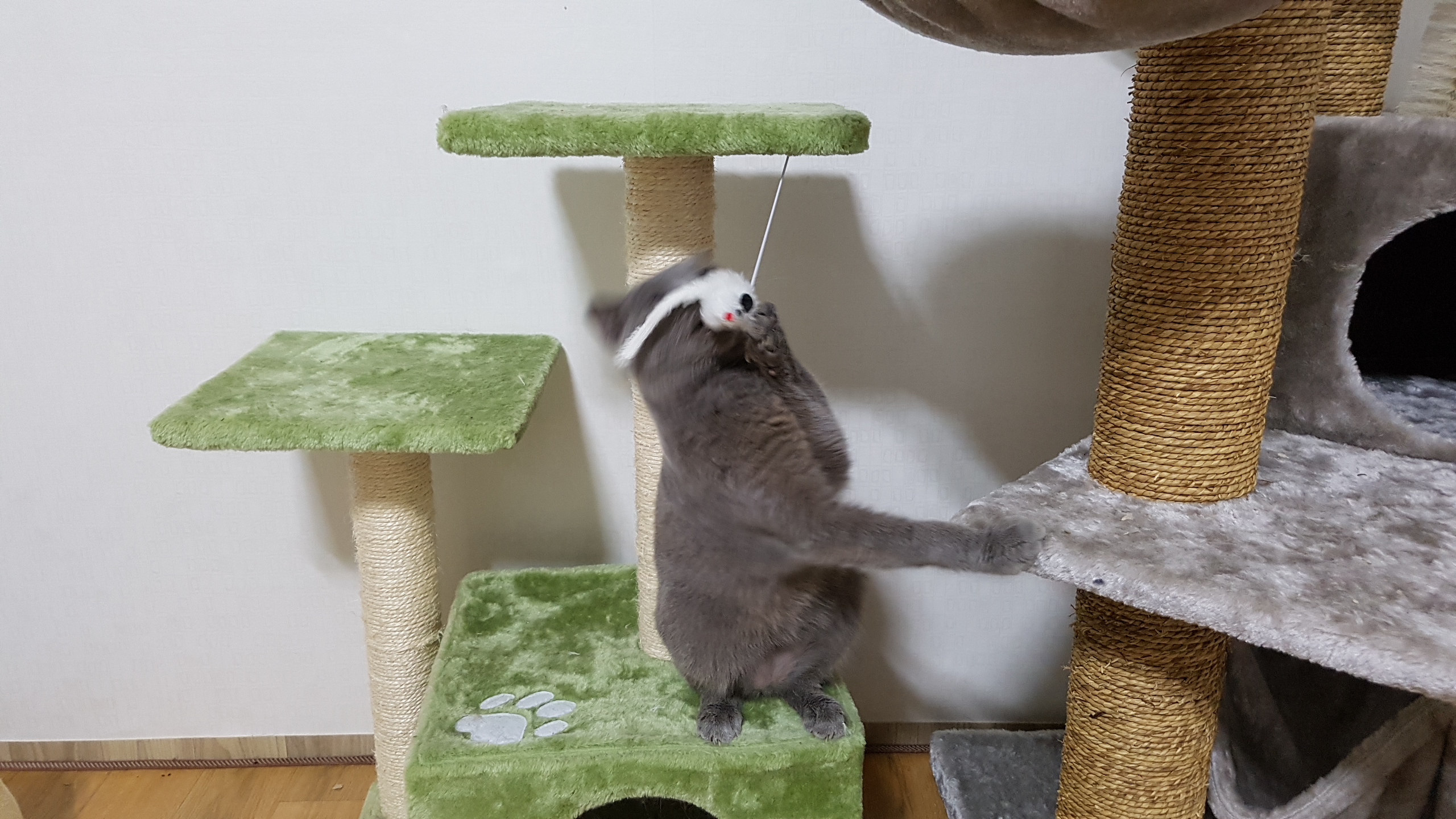 동동이(겨울이) 이야기입니다