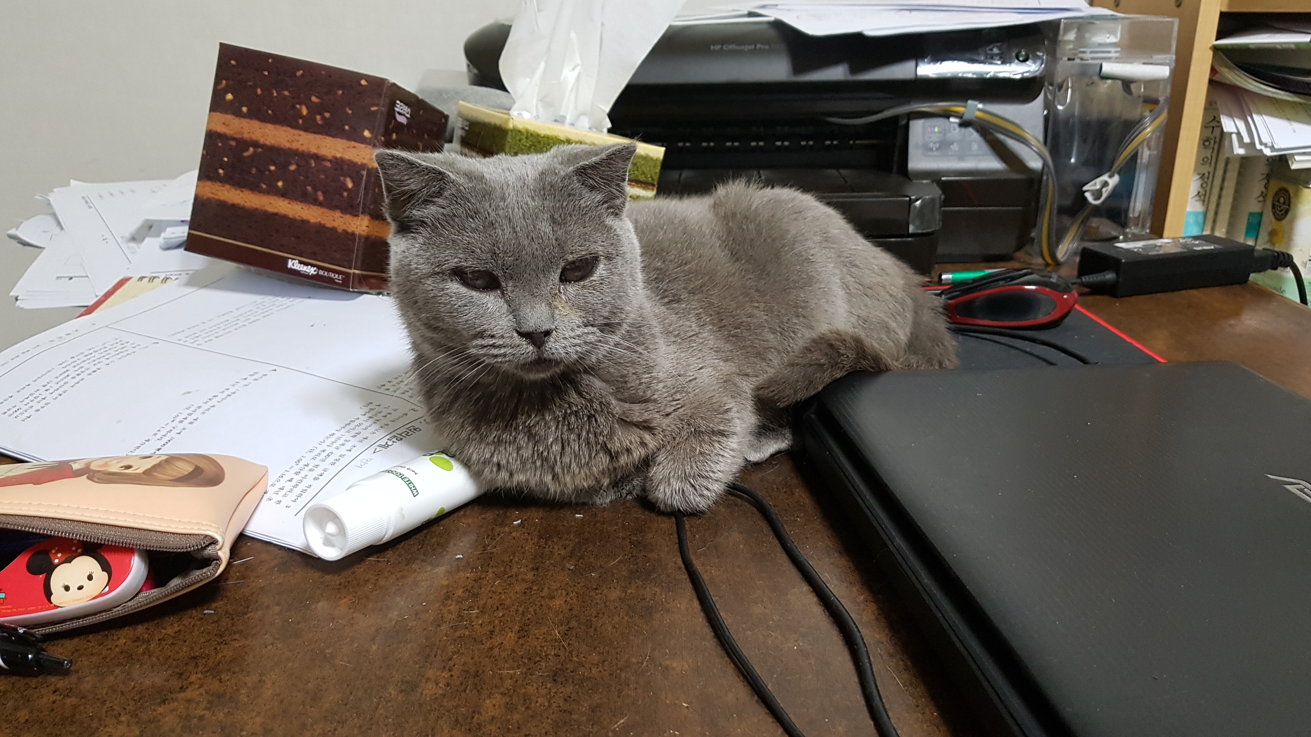 동동이(겨울이) 이야기입니다