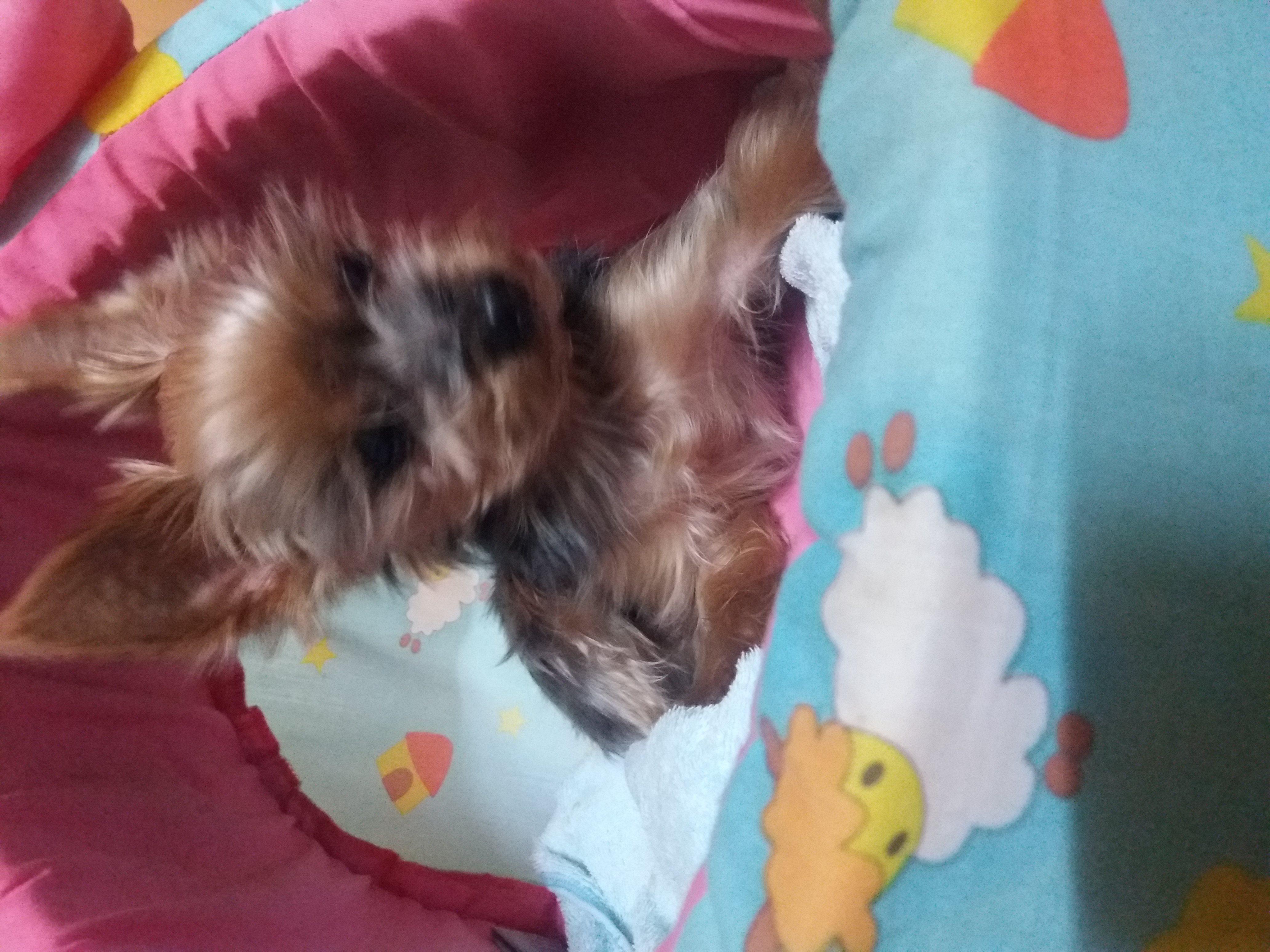 겨울잠 자는 또로 ^^