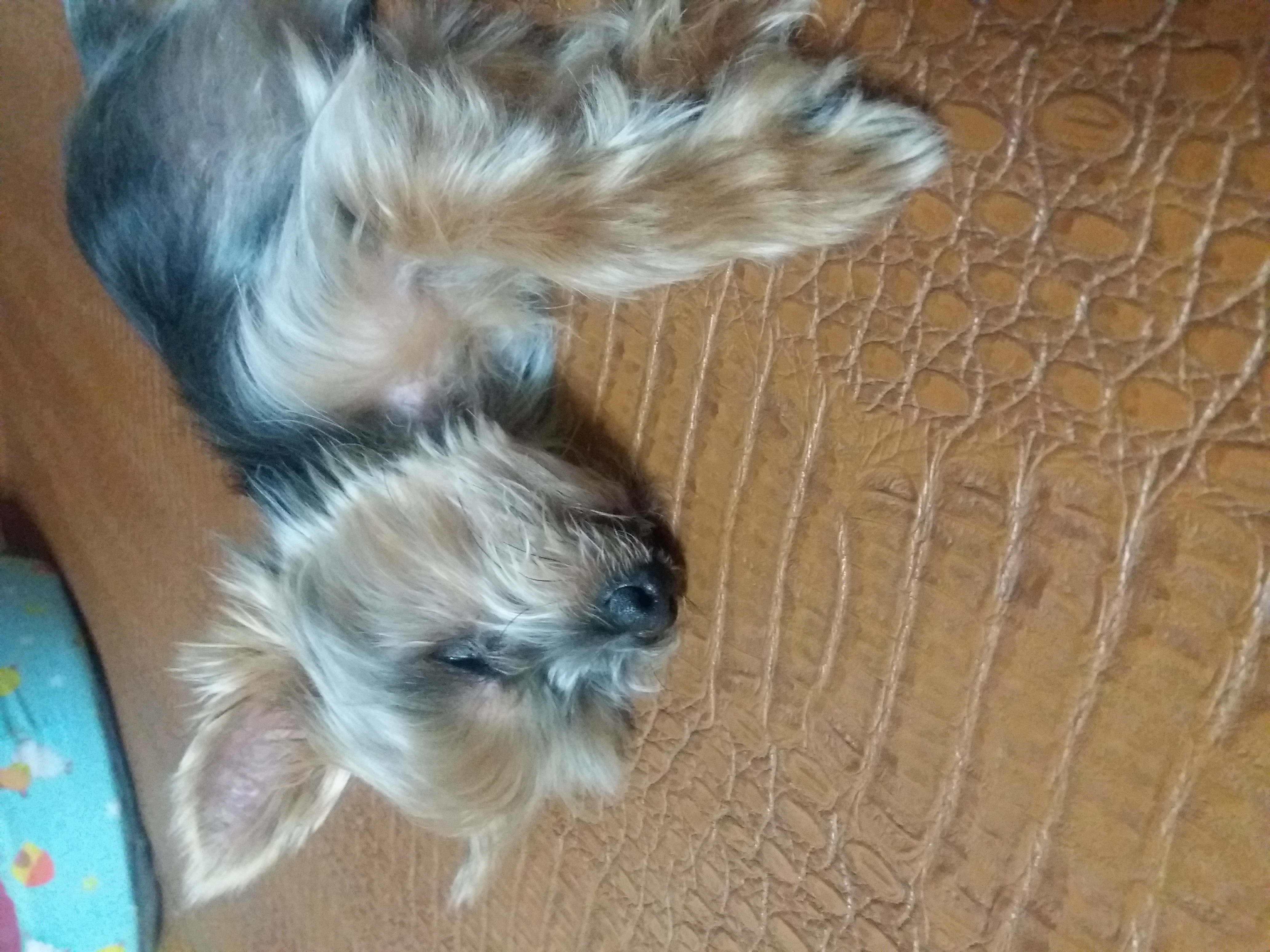 겨울잠 자는 또로 ^^