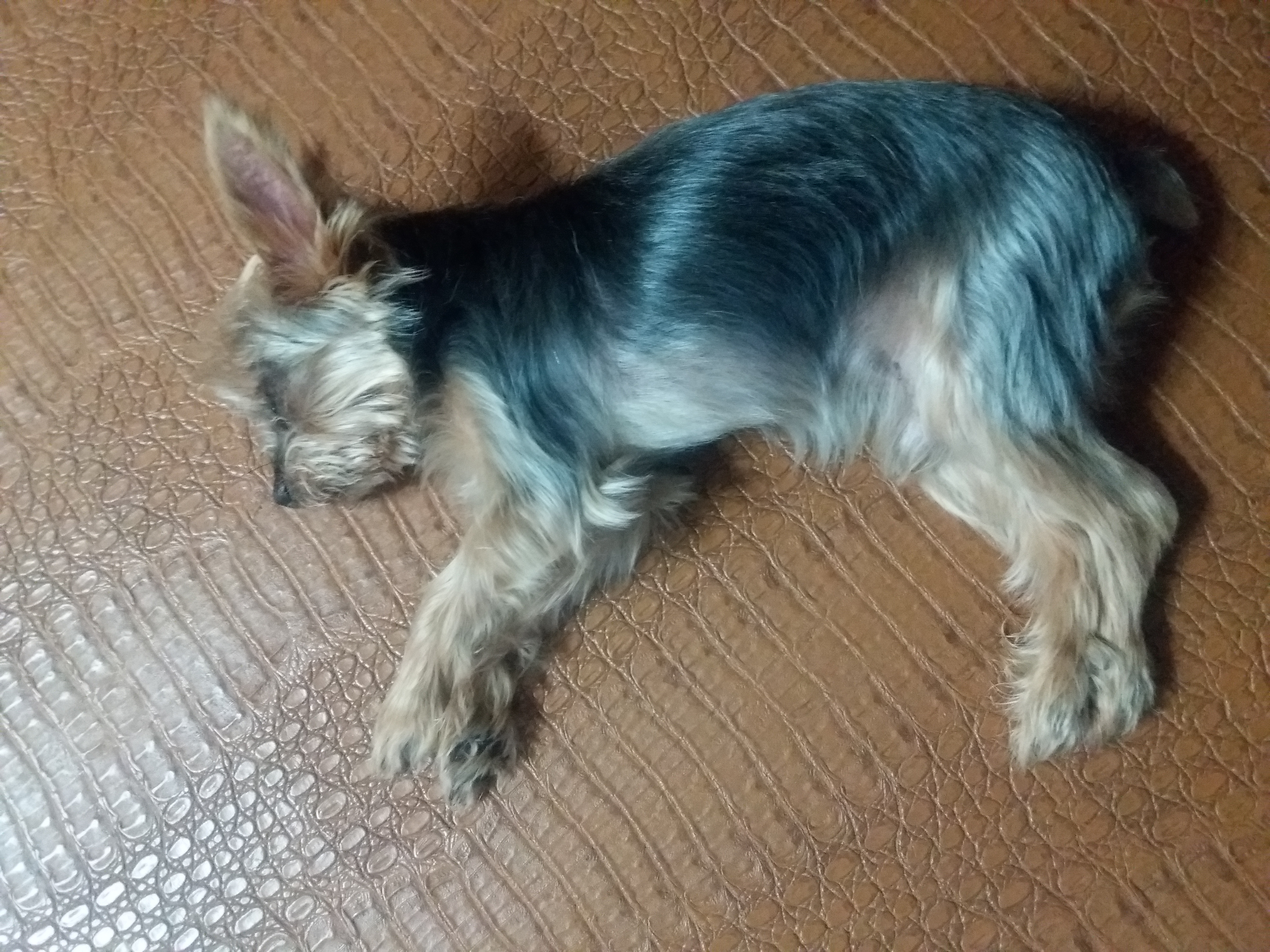 겨울잠 자는 또로 ^^