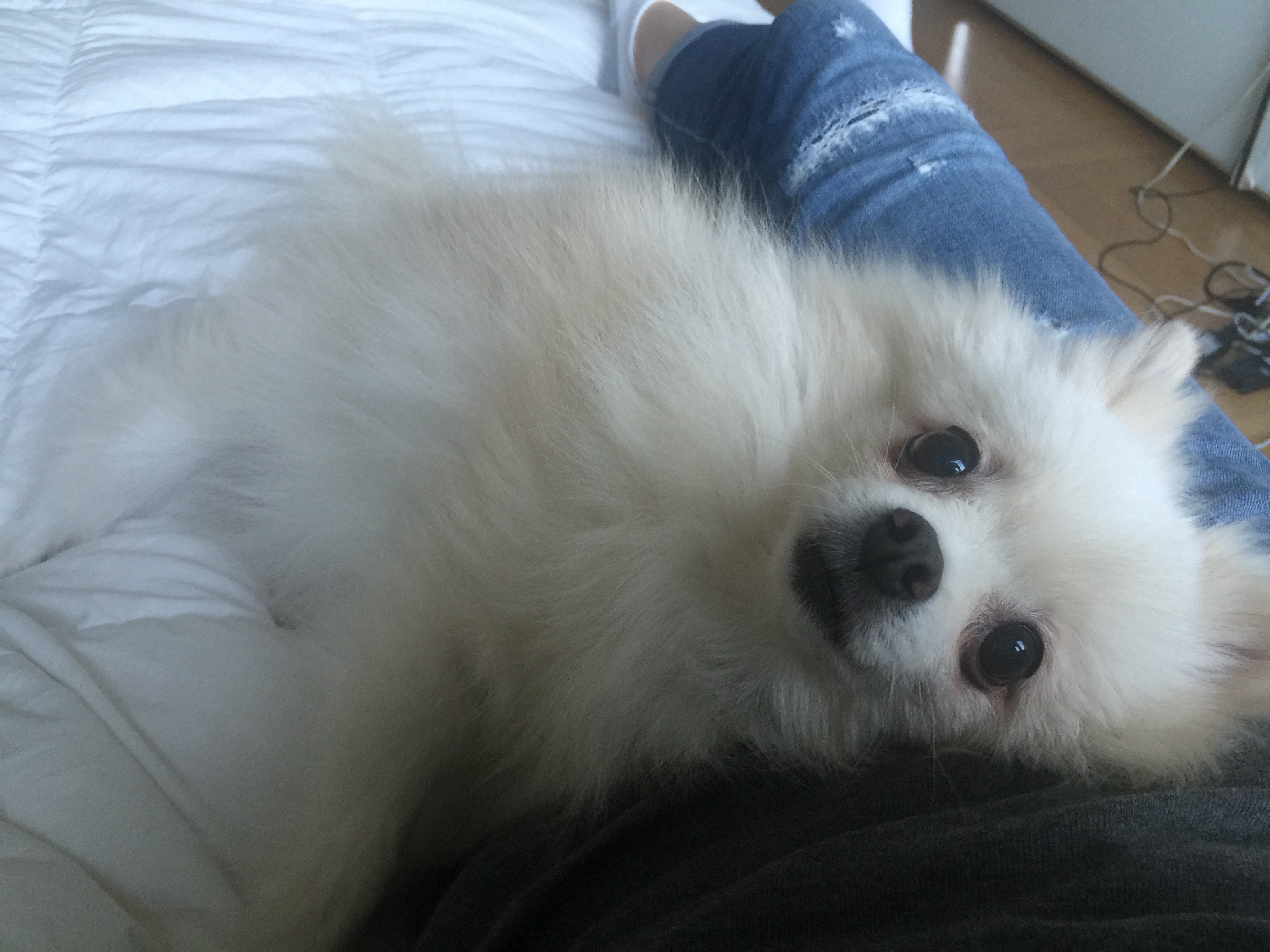 임보에서,,, 입양신청서 양식 작성했습니다.