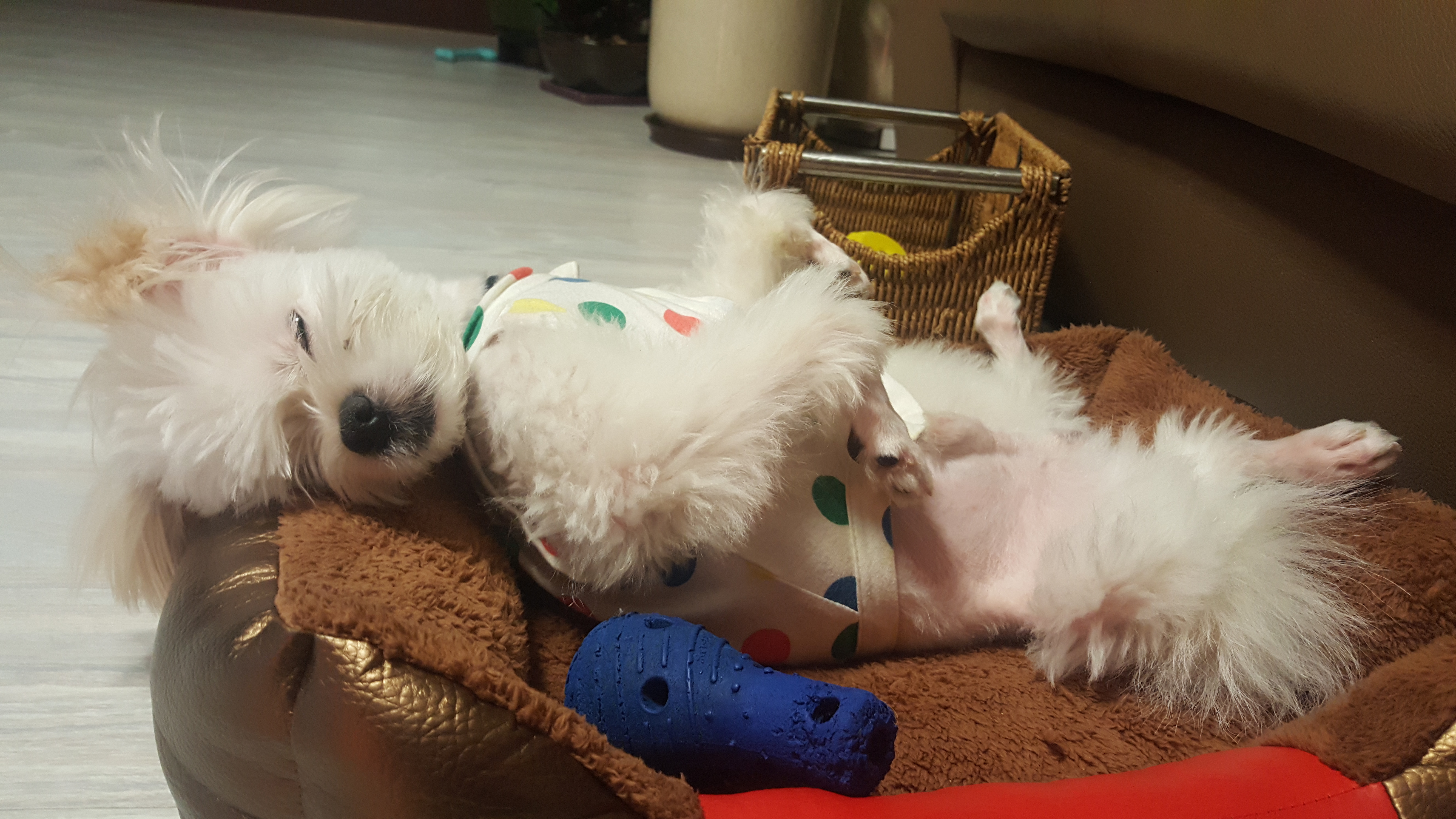 하랑이 요즘은 모습입니다