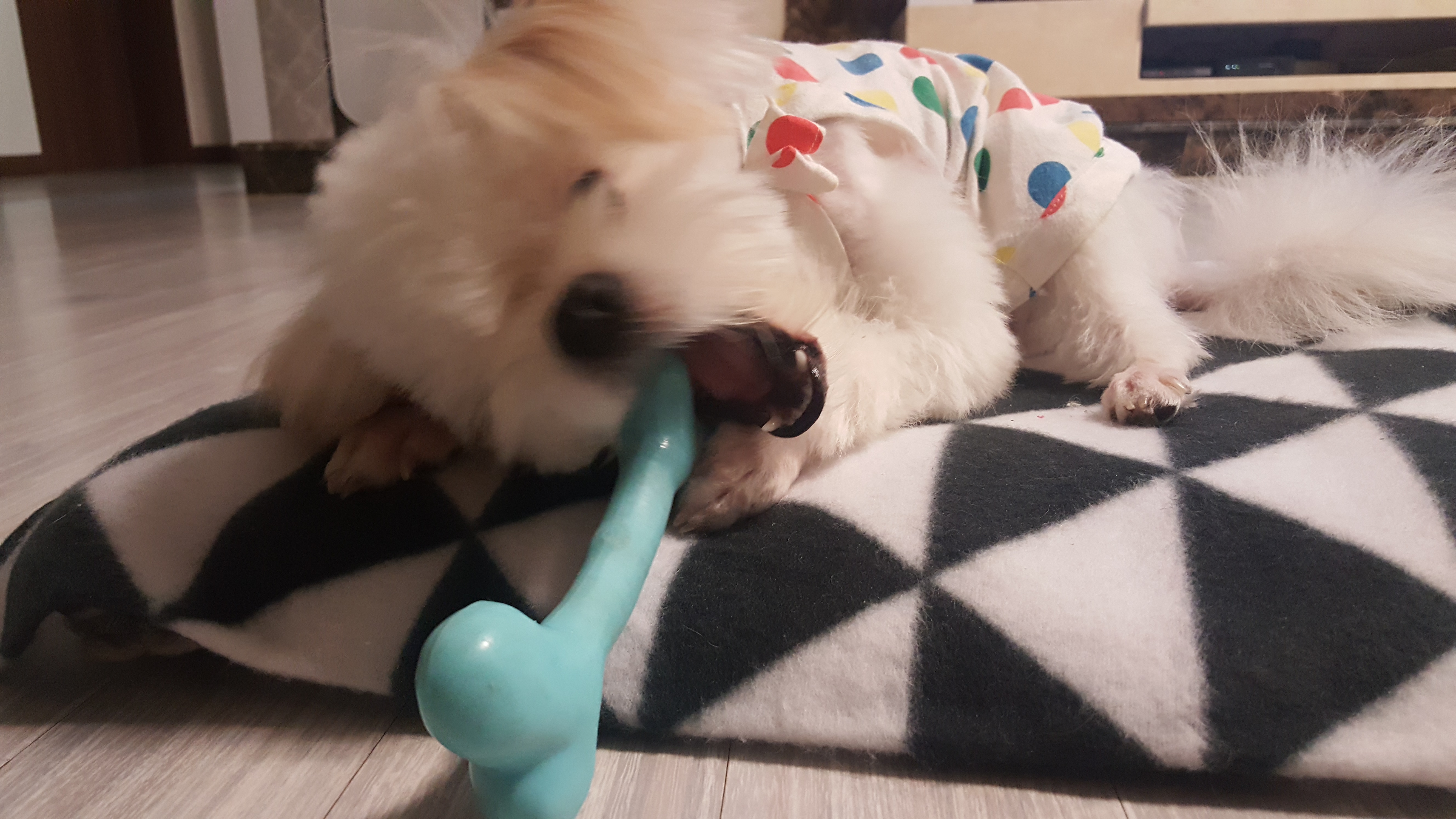 하랑이 요즘은 모습입니다