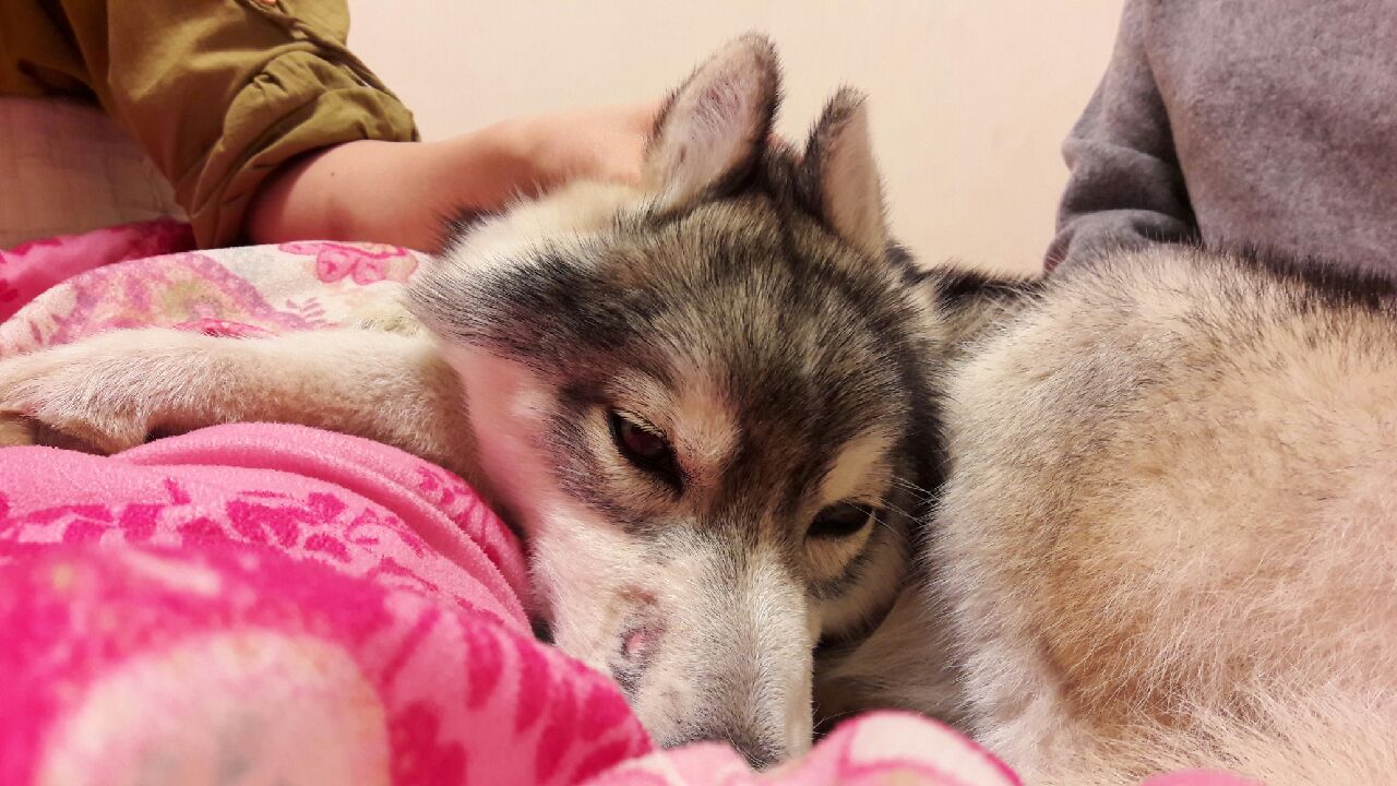 12월 빨랫감을 들고온  우리 슈키