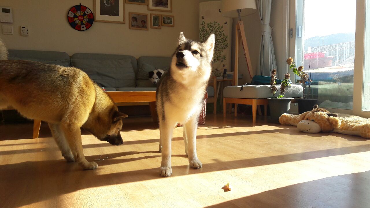 12월 빨랫감을 들고온  우리 슈키