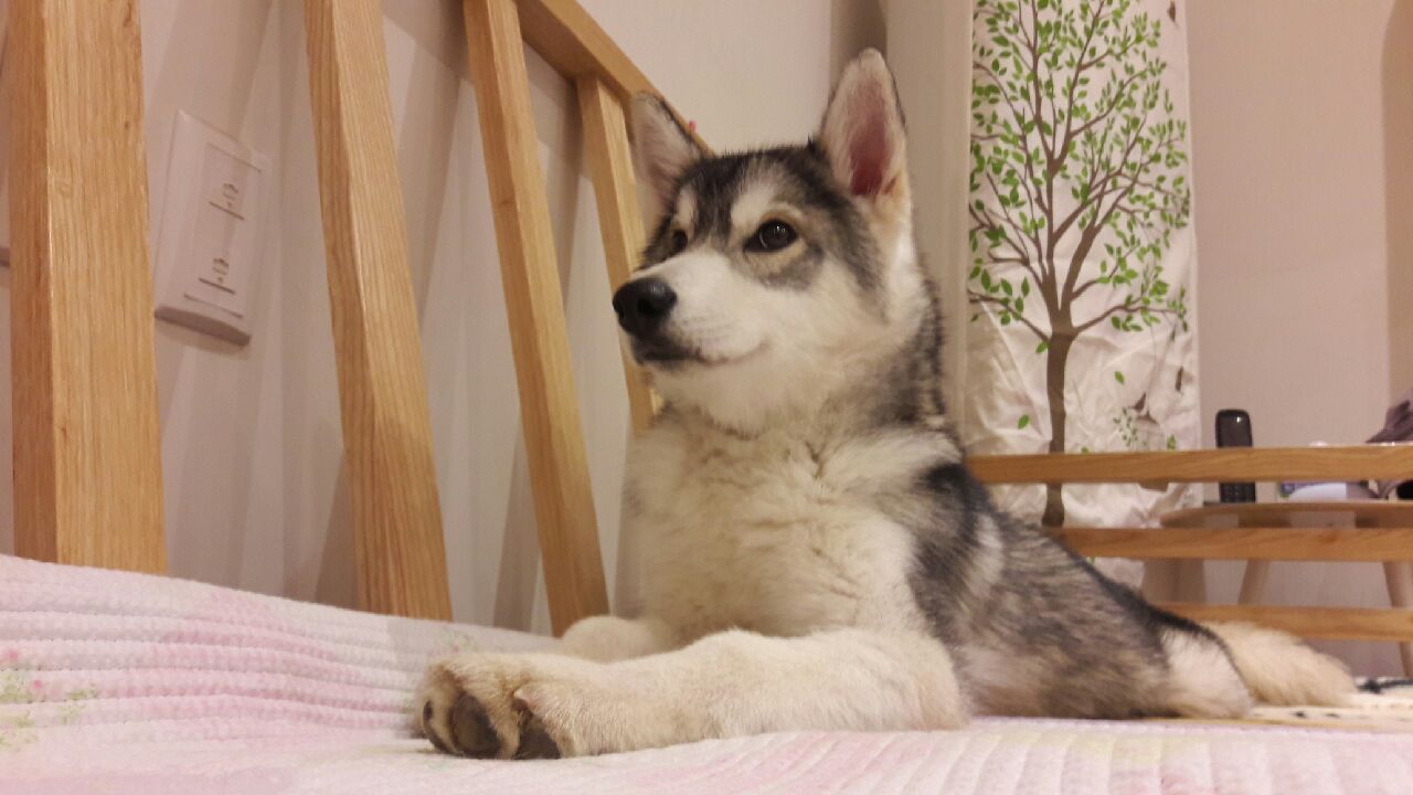 12월 빨랫감을 들고온  우리 슈키